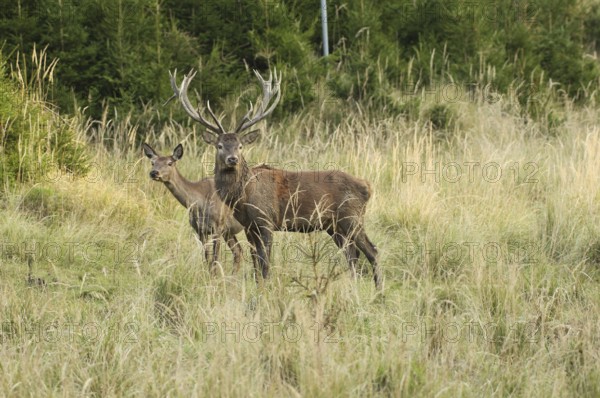 Red deer (Cervus elaphus) strong deer with female piece secure in tall, dry old grass, Allgäu, Bavaria, Germany, Allgäu, Bavaria, Germany