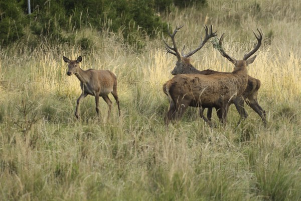 Red deer (Cervus elaphus) deer and female animal in evening light, in tall, dry old grass, one with wire mesh in antlers, Allgäu, Bavaria, Germany, Allgäu, Bavaria, Germany