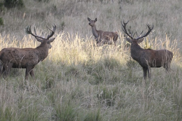 Red deer (Cervus elaphus) deer looking at female pieces in tall, dry old grass, one of them with wire mesh in the antlers, Allgäu, Bavaria, Germany, Allgäu, Bavaria, Germany