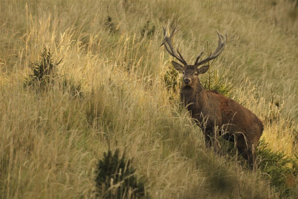 Red deer (Cervus elaphus) strong deer in the evening light, secures old grass in tall, dry old grass, Allgäu, Bavaria, Germany