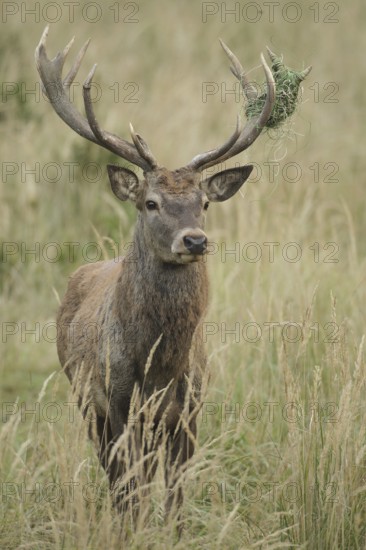 Red deer (Cervus elaphus) deer with wire mesh in left antler pole, Allgäu, Bavaria, Germany, Allgäu, Bavaria, Germany