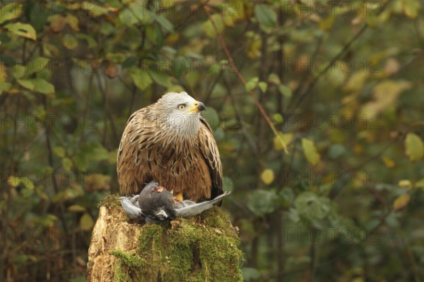 Red kite (Milvus milvus) on captured domestic pigeon (Columba livia domestica) observing flying conspecifics in the sky, Allgäu, Bavaria, Germany, Allgäu, Bavaria, Germany