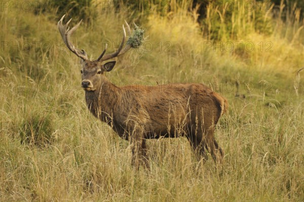 Red deer (Cervus elaphus) deer with wire mesh in left antler pole secures tall, dry old grass in the evening light, Allgäu, Bavaria, Germany, Allgäu, Bavaria, Germany