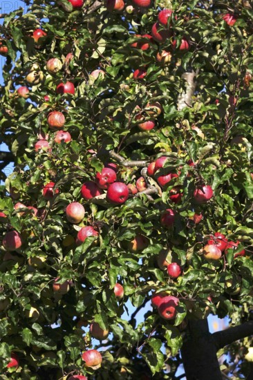 Tree with ripe apples, autumn, Germany