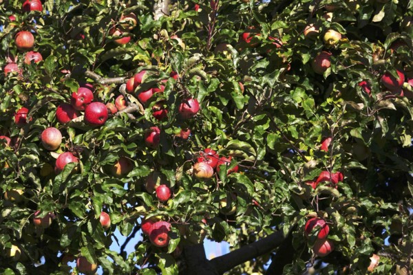 Tree with ripe apples, autumn, Germany