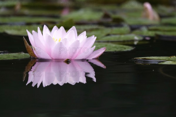 Picturesque water lily, summer, Germany
