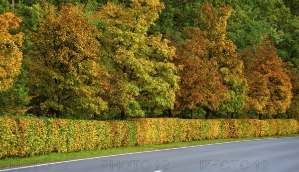 Hedge and trees in autumn colors on a state road 2240, Lauf an der Pegnitz, Middle Franconia, Bavaria, Germany