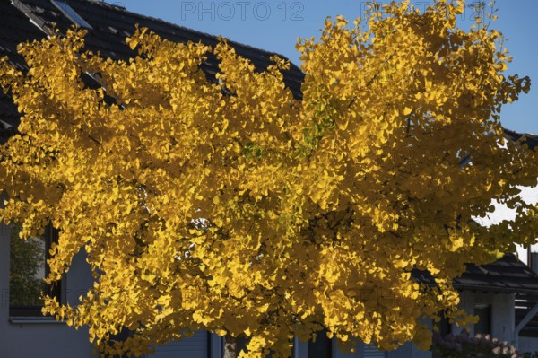Bright yellow autumn color of a ginkgo or ginko tree (ginkgo biloba), Eckental, Middle Franconia, Bavaria, Germany