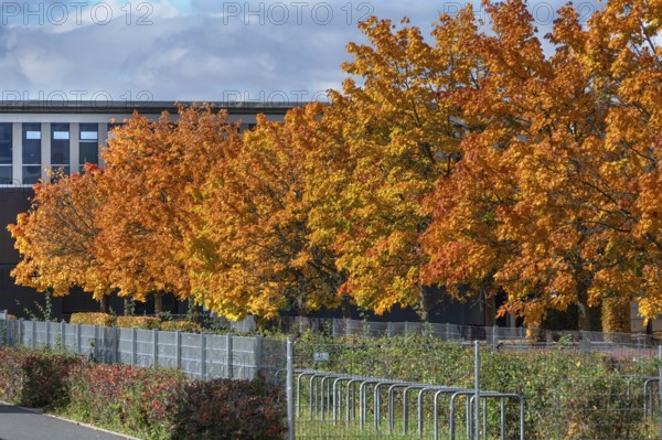 Ahornallee (Acer) in autumn colors on the school grounds of the Eckental Gymnasium, Mittelfranen, Bavaria, Germany