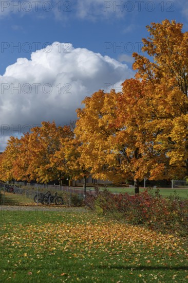 Ahornallee (Acer) in autumn colors on the school grounds of the Eckental Gymnasium, Mittelfranen, Bavaria, Germany