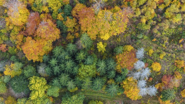 Autumn forest in the Black Forest. Drone photo of trees in colorful autumn leaves and conifers, some have dry branches. Titisee-Neustadt, Baden-Württemberg, Germany