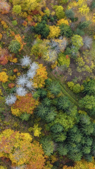 Autumn forest in the Black Forest. Drone photo of trees in colorful autumn leaves and conifers, some have dry branches. Titisee-Neustadt, Baden-Württemberg, Germany