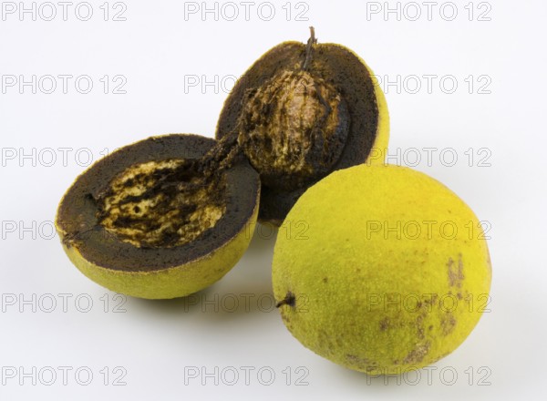 Two walnuts, one whole and one cut in half, on a white background, black walnut (Juglans nigra), black walnut, Ilsede, Lower Saxony, Germany
