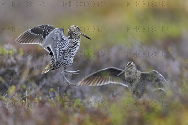 Two great snipes (Gallinago media) males fighting at lek on tundra breeding ground in spring (June), Sweden, Scandinavia