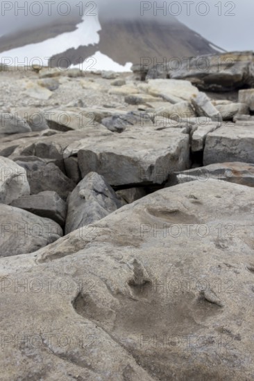 Ornithopod footprints in sandstone deposits at the Lower Cretaceous dinosaur tracksite at Boltodden, Kvalvagen, Svalbard, Spitsbergen, Norway