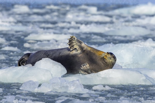 Bearded seal (Erignathus barbatus) resting on ice floe along the coast of Svalbard, Spitsbergen