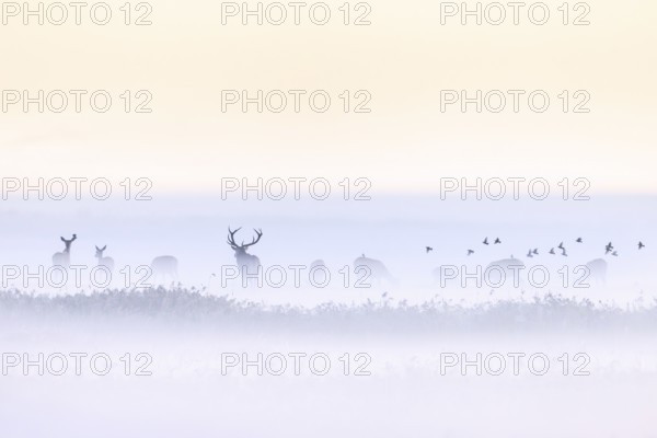 Red deer stag herding herd of hinds in morning mist along the Baltic Sea, Western Pomerania Lagoon Area NP, Mecklenburg-Western Pomerania, Germany