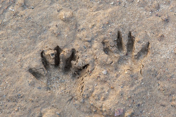 Common raccoon, North American racoon (Procyon lotor) close-up of footprints, tracks in wet sand, invasive species native to North America
