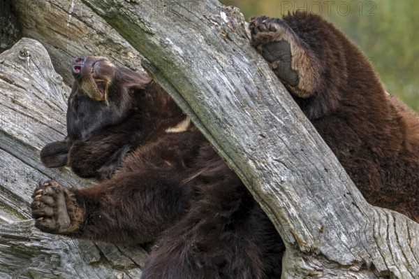 American black bear (Ursus americanus) brown color variation with white blaze on the chest sleeping in dead tree