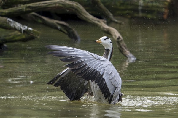 Bar-headed goose (Anser indicus) swimming in pond and flapping wings, exotic species native to Central Asia