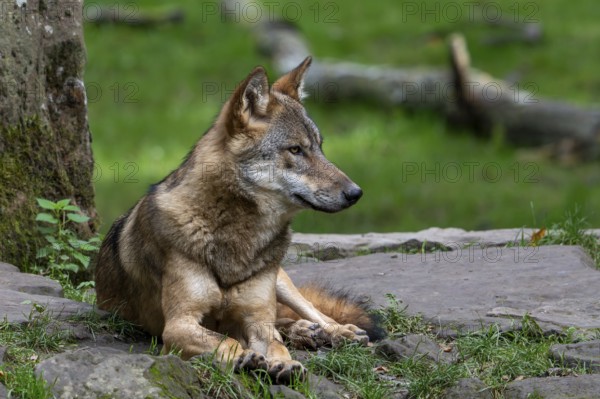 Eurasian wolf, European grey wolf (Canis lupus lupus) resting on rock at edge of forest