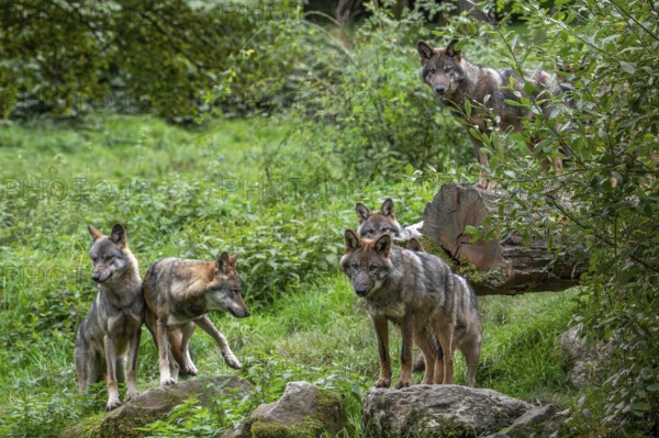 Wolf pack of six Eurasian wolves, European grey wolves (Canis lupus lupus) adults and 5 months old pups hunting in forest, woodland