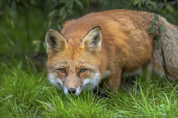 Hunting red fox (Vulpes vulpes) leaving thicket at edge of forest and stalking prey in meadow, grassland