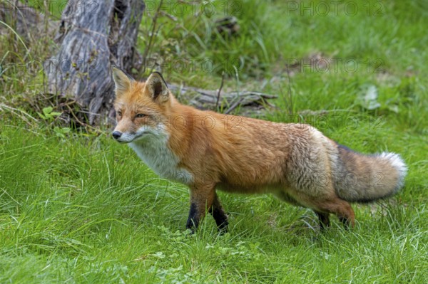 Red fox (Vulpes vulpes) hunting in grassland, meadow at edge of forest