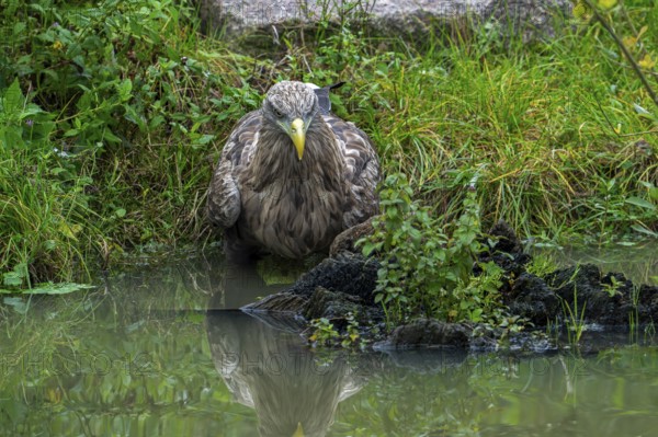 White-tailed eagle, Eurasian sea eagle, erne (Haliaeetus albicilla) adult drinking water from pond