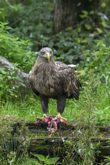 White-tailed eagle, Eurasian sea eagle, erne (Haliaeetus albicilla) adult feeding on killed rabbit prey