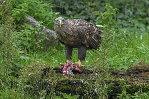 White-tailed eagle, Eurasian sea eagle, erne (Haliaeetus albicilla) adult feeding on killed rabbit prey
