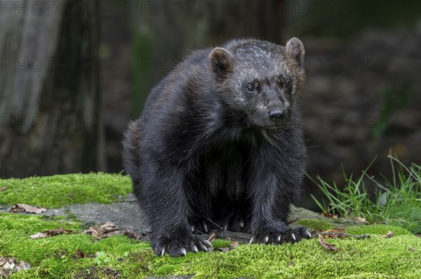 Wolverine, glutton, carcajou (Gulo gulo) foraging in forest, native to Scandinavia, Russia, Siberia, Canada and Alaska