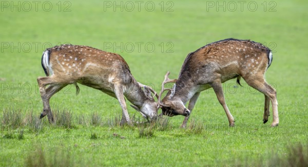 Two European fallow deer (Dama dama) bucks, males fighting by locking antlers in grassland during the autumn rut in October