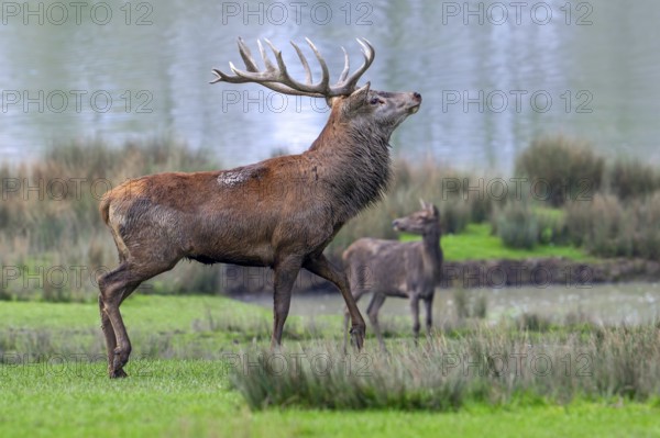 Majestic red deer (Cervus elaphus) stag with big antlers and hind in grassland on lake shore during the rut in autumn, fall