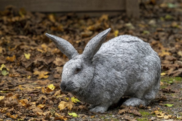 Argenté de Champagne, Argenté rabbit, one of the oldest French domestic rabbit breeds