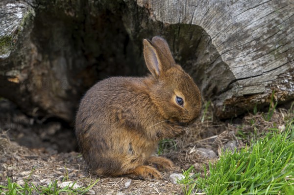 Young Brown Chestnut of Lorraine, Brun Marron de Lorraine, French breed of domestic rabbit from the Lorraine region in France