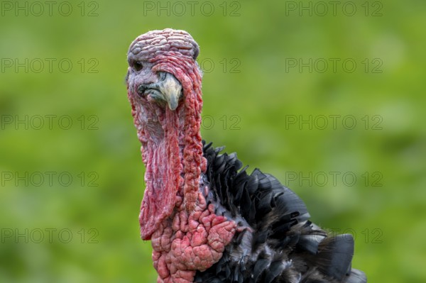 Close-up of head of black domestic turkey showing snood, caruncles and wattle, dewlap