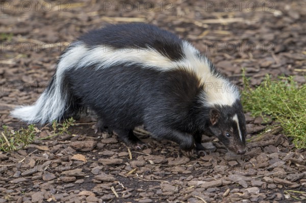 Striped skunk (Mephitis mephitis) omnivore native to southern Canada, the United States and northern Mexico