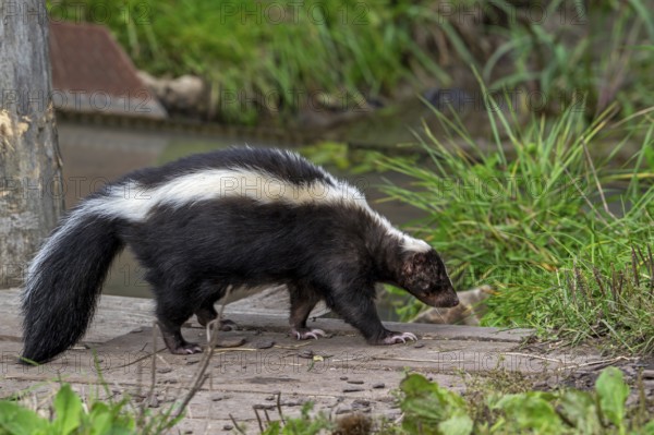 Striped skunk (Mephitis mephitis) walking over wooden footbridge, omnivore native to southern Canada, the United States and northern Mexico