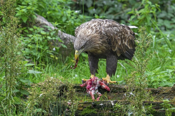 White-tailed eagle, Eurasian sea eagle, erne (Haliaeetus albicilla) adult feeding on killed rabbit prey