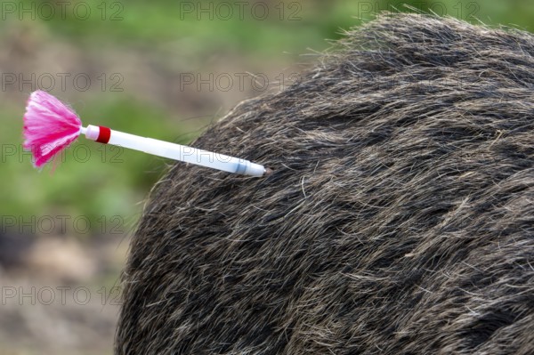 Tranquillizer dart, tipped with hypodermic needle and filled with a sedative or vaccine used to sedate or vaccinate animal by veterinarian