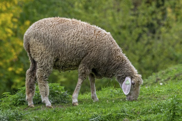 Est à Laine Merinos, German and French white Merino sheep breed from the Alsace Lorraine region of France