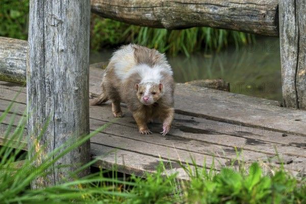 Striped skunk (Mephitis mephitis) brown, cream-colored mutation walking over wooden footbridge, native to southern Canada, USA and northern Mexico