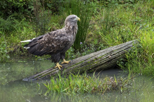 White-tailed eagle, Eurasian sea eagle, erne (Haliaeetus albicilla) adult perched on fallen tree trunk over water in lake