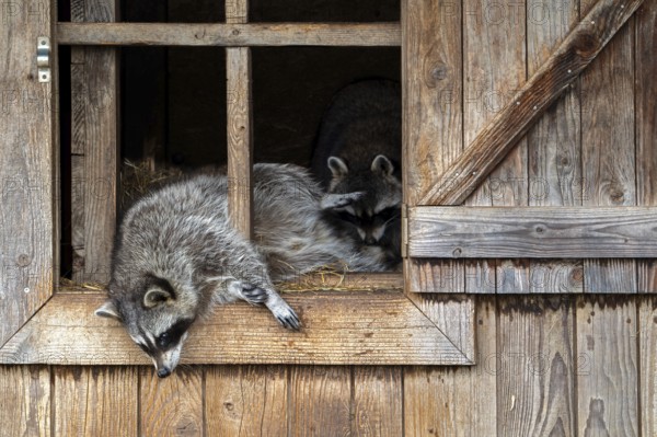 Two common raccoons, North American racoons (Procyon lotor) resting in wooden shed, invasive species native to North America
