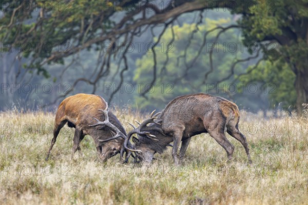 Two rutting red deer (Cervus elaphus) stags fighting by locking antlers during fierce mating battle in grassland at forest edge during rut in autumn