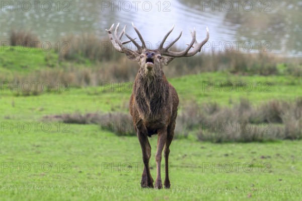 Rutting red deer (Cervus elaphus) stag with big antlers roaring, burling in grassland on lake shore during the rut in autumn, fall