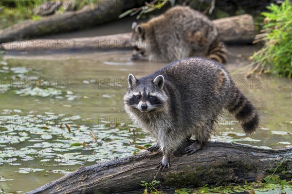 Common raccoon, North American racoon (Procyon lotor) walking over fallen tree trunk in pond, invasive species native to North America