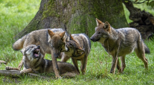 Wolf pack of Eurasian wolves, European grey wolves (Canis lupus lupus) with 5 months old pups play fighting in forest, woodland in autumn