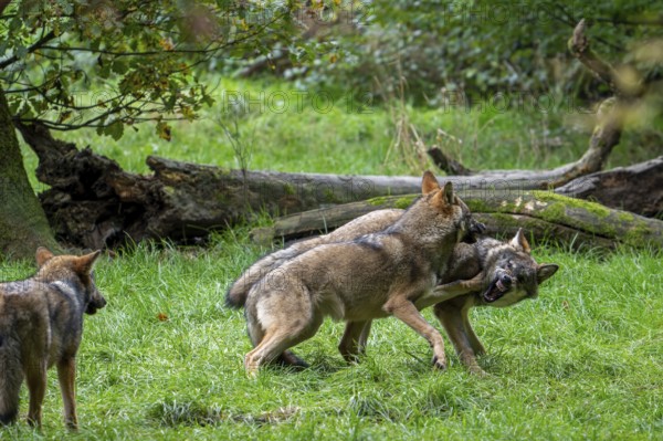 Two 5 months old pups play fighting at wolf pack of Eurasian wolves, European grey wolves (Canis lupus lupus) in forest, woodland in autumn